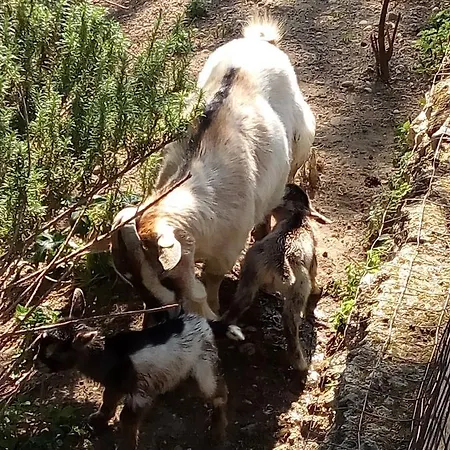Colle Della Civetta Panzió *